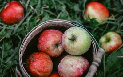 Maxwell Apple Orchards