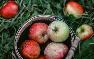 Thiessen Apple Orchards