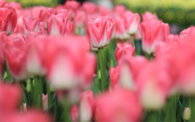Sandhill Creek Flower Farm