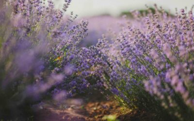Avalon Lavender Farm