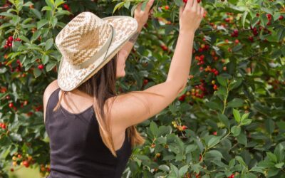 The Ultimate Guide to Picking Your Own Cherries in Ontario