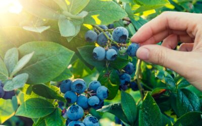 Why You Should Pick Your Own Blueberries in Ontario