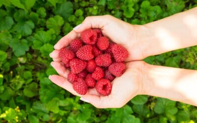 Ontario Raspberry Picking Guide: Top Pick-Your-Own Farms to Visit