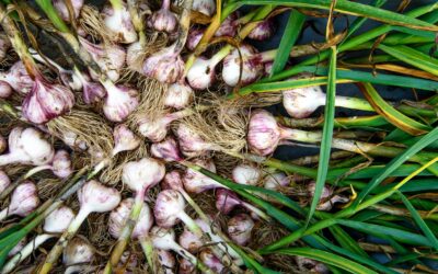 Pick Your Own Garlic in Ontario: Fresh Flavour, Local Farms & Sustainable Benefits