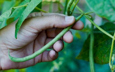 Why Picking Your Own Beans in Ontario Is a Summer Must!