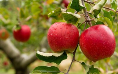 Pick Your Apples in Ontario: Taste Freshness, Support Local, and Go Green