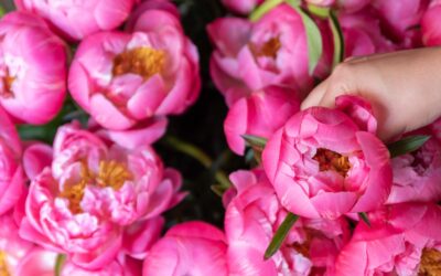 Fleur de Roy | Ontario Pick Your Own Peony Flowers