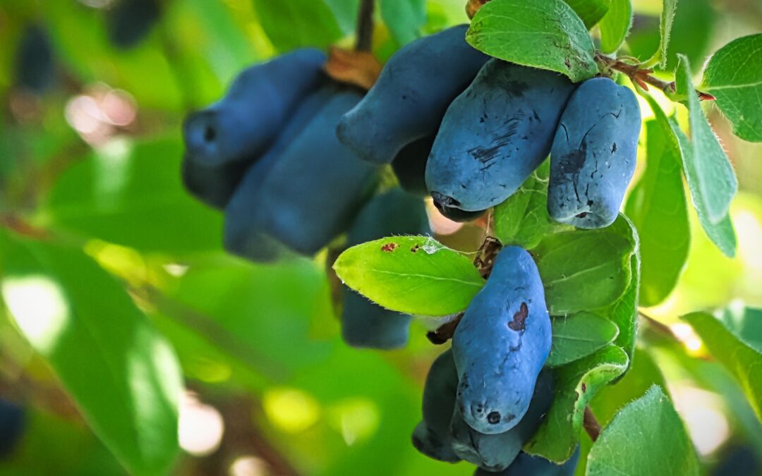 Close-up of ripe blue honeyberries growing on a branch, ready for picking at a U-Pick Ontario farm